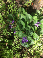 Violet Flower Sweet Drops