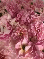 Rose Blossom Sweet Drops Glycerite